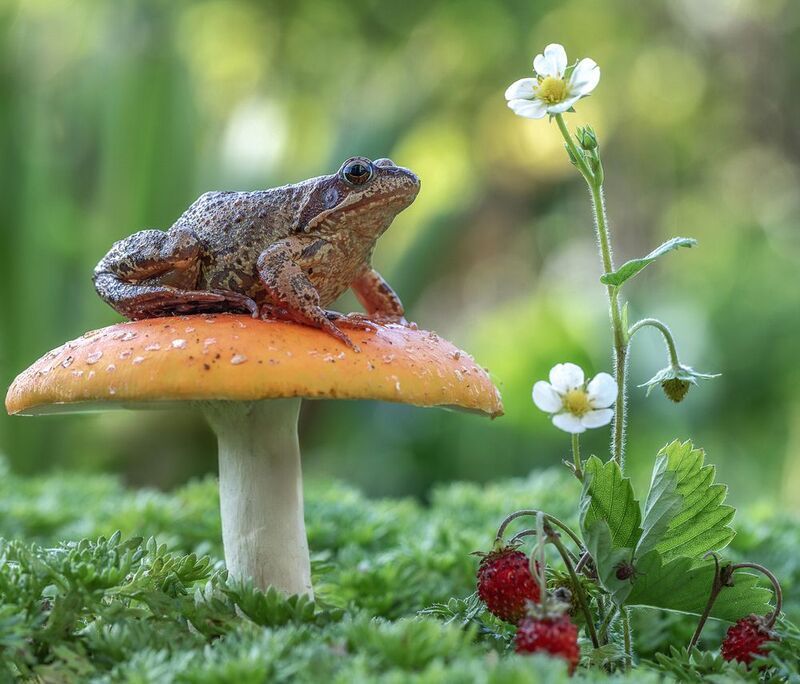 Царевна-лягушка) фото превью