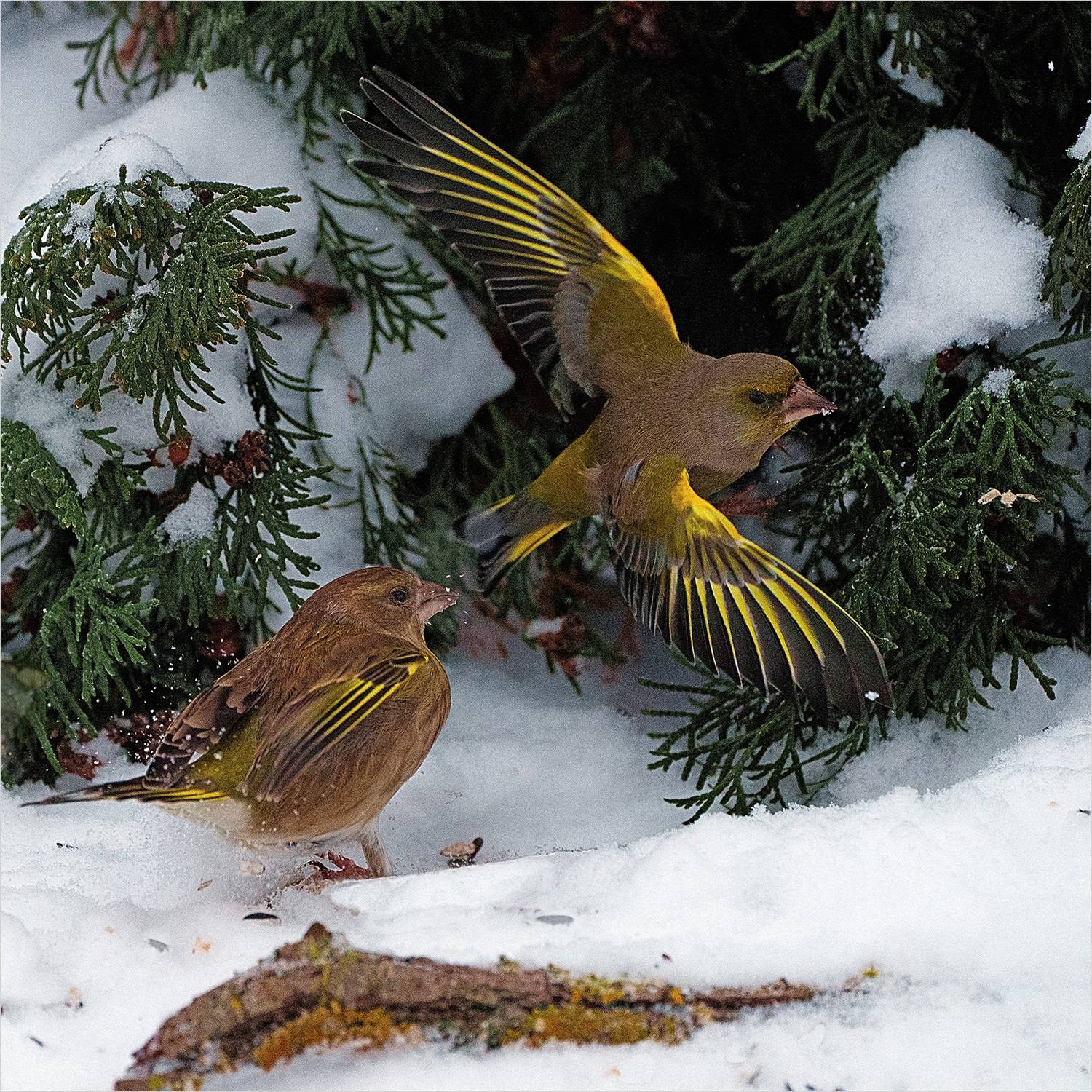 , Велин Александр
