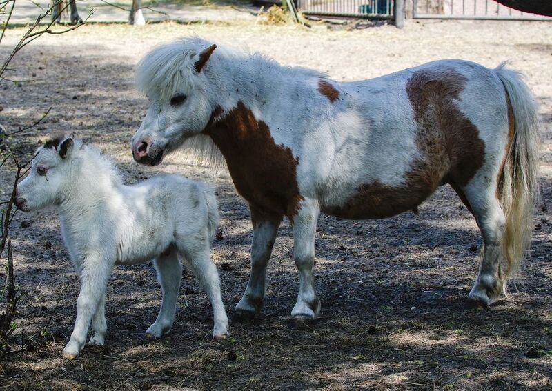 Копытные фото превью