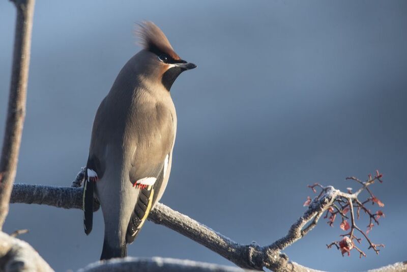 Свиристели фото превью