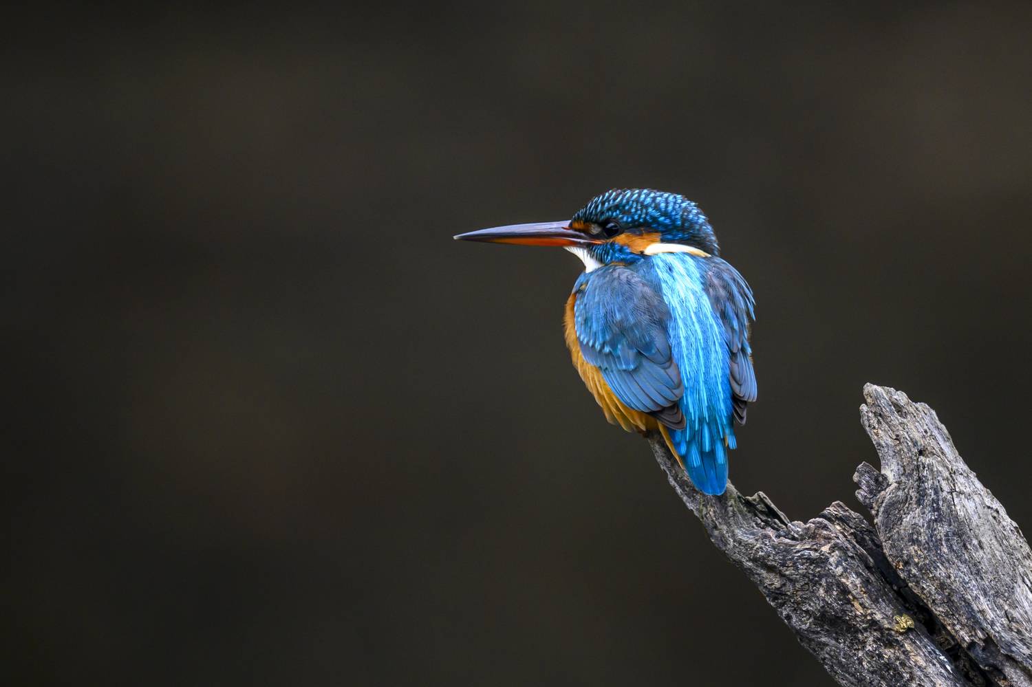 , Пупонин Сергей