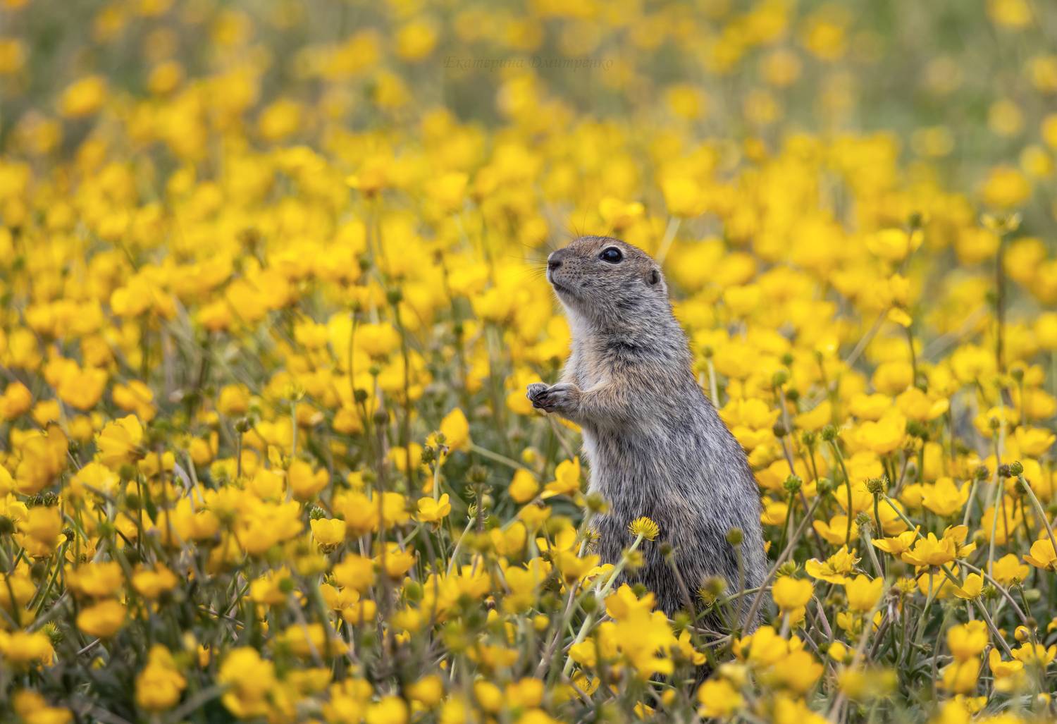 кавказ, горы, лето, джилы-су, кавказские горы, суслик, свет, лютики, кабардино-балкария, животное, Дмитренко Екатерина