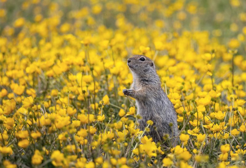 Суслик в лютиках фото превью