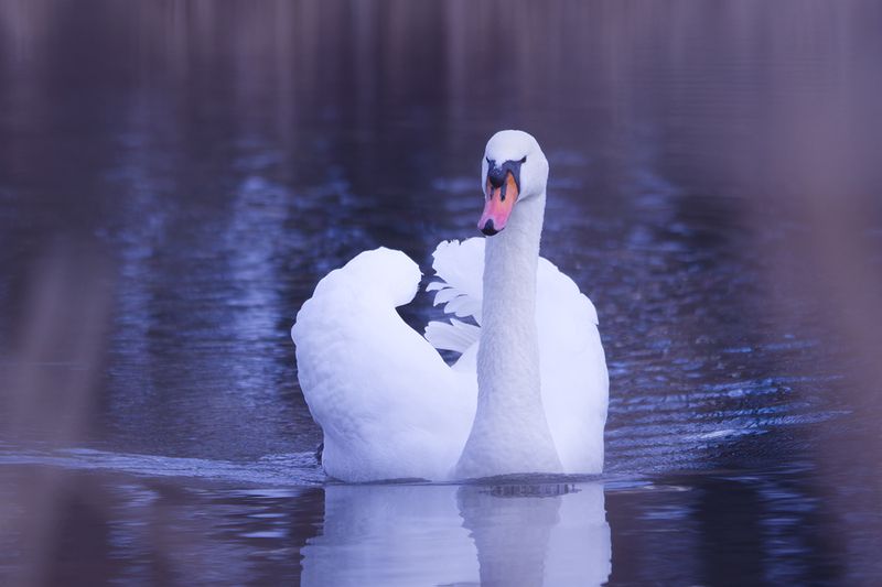 bird, птица, лебедь, swan, калининград Утренняя идиллия фото превью