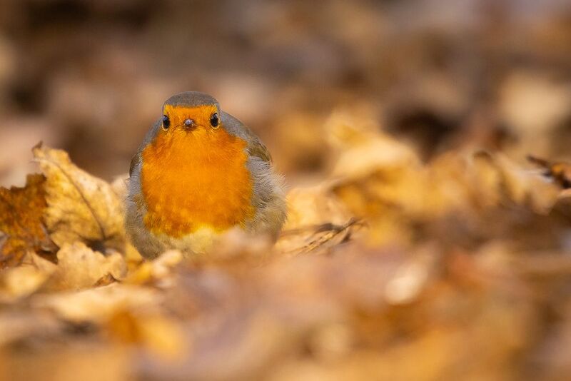 Robin фото превью