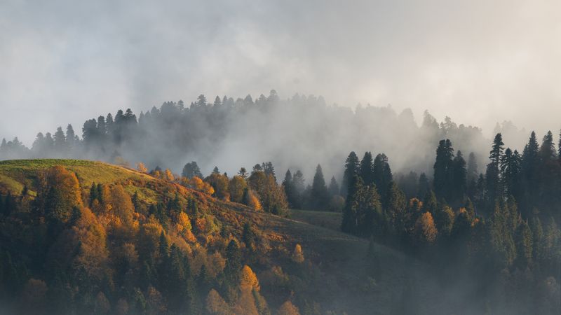 горы, лес, туман, осень, красная поляна На склоне дня фото превью