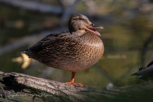 Nature | Wildlife Photography | Adventure