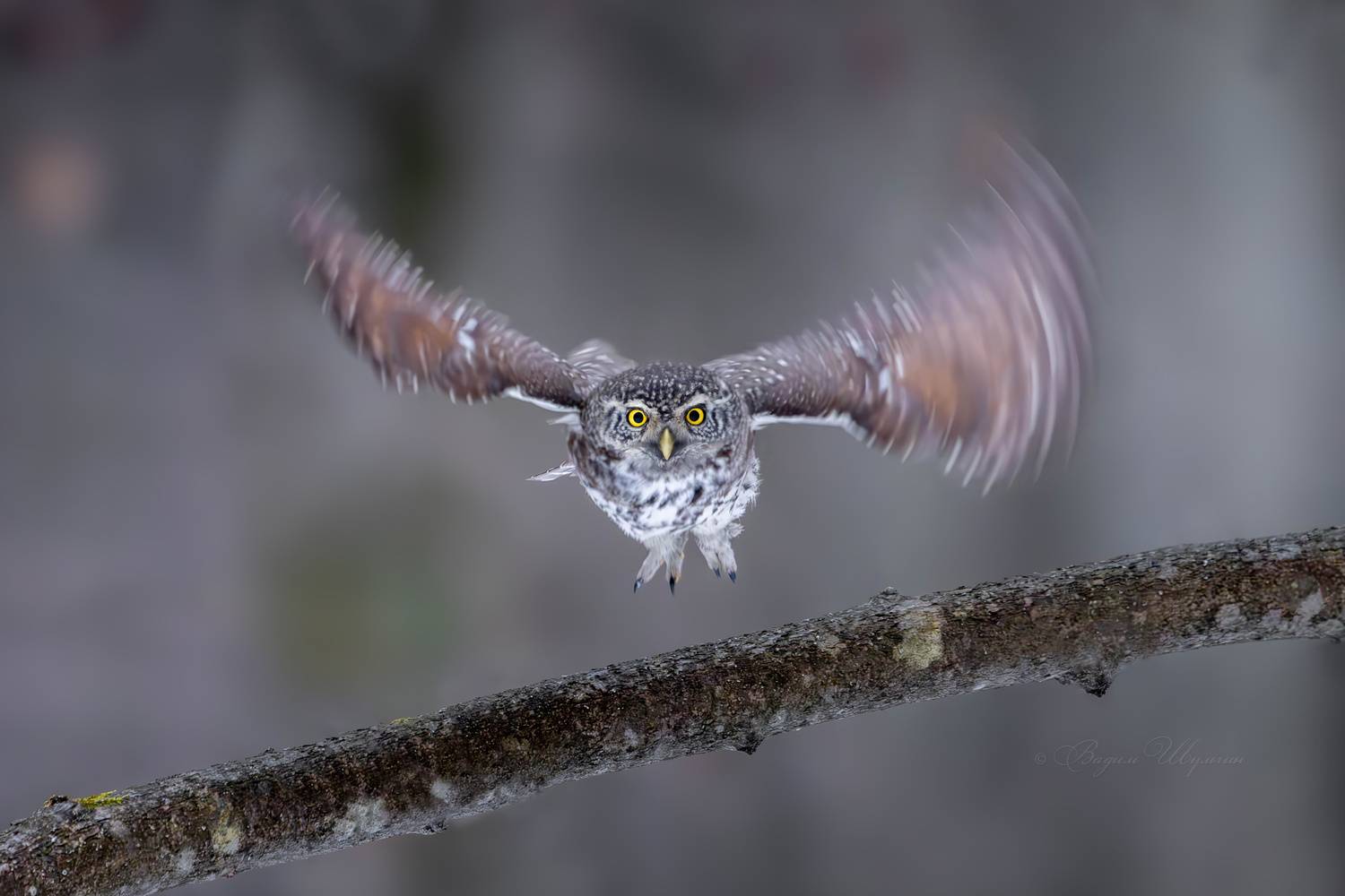воробьиный сыч, Шульгин Вадим