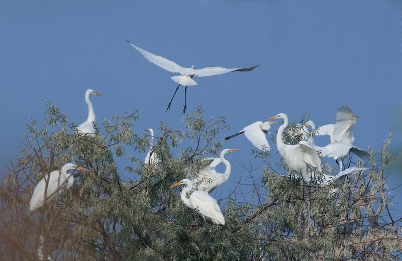 *** фото превью
