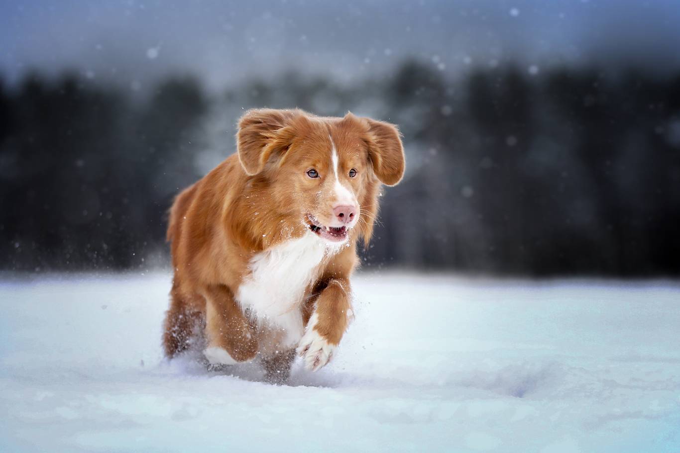 , Андрей Ершов