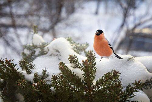 С наступившим Старым Новым годом!
