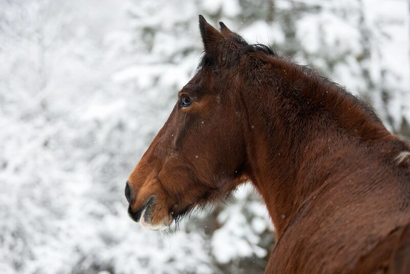 Horses фото превью