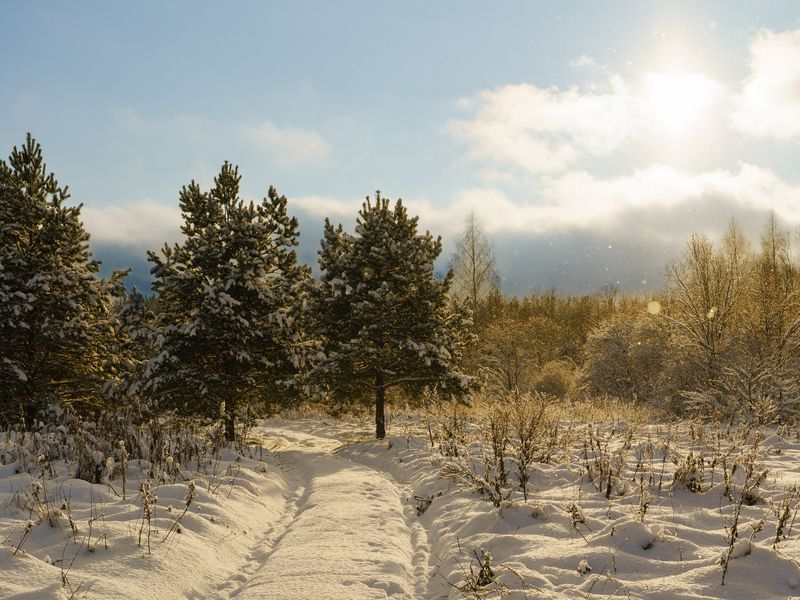 Зима в подмосковье фото превью