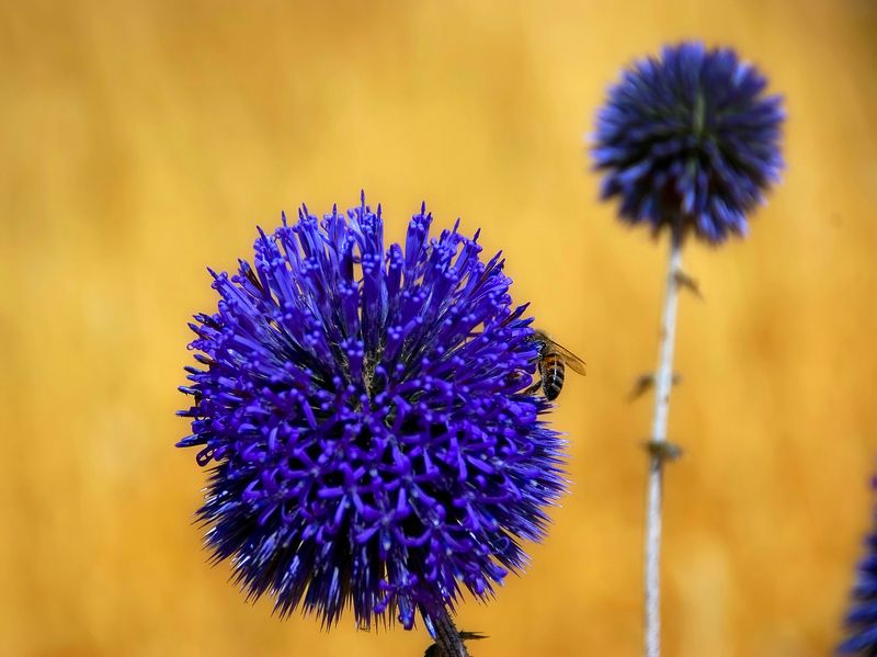 Цветы и насекомые. фото превью