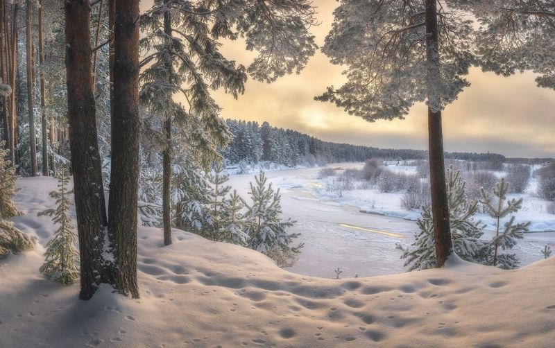 Зима на сосновом берегу фото превью