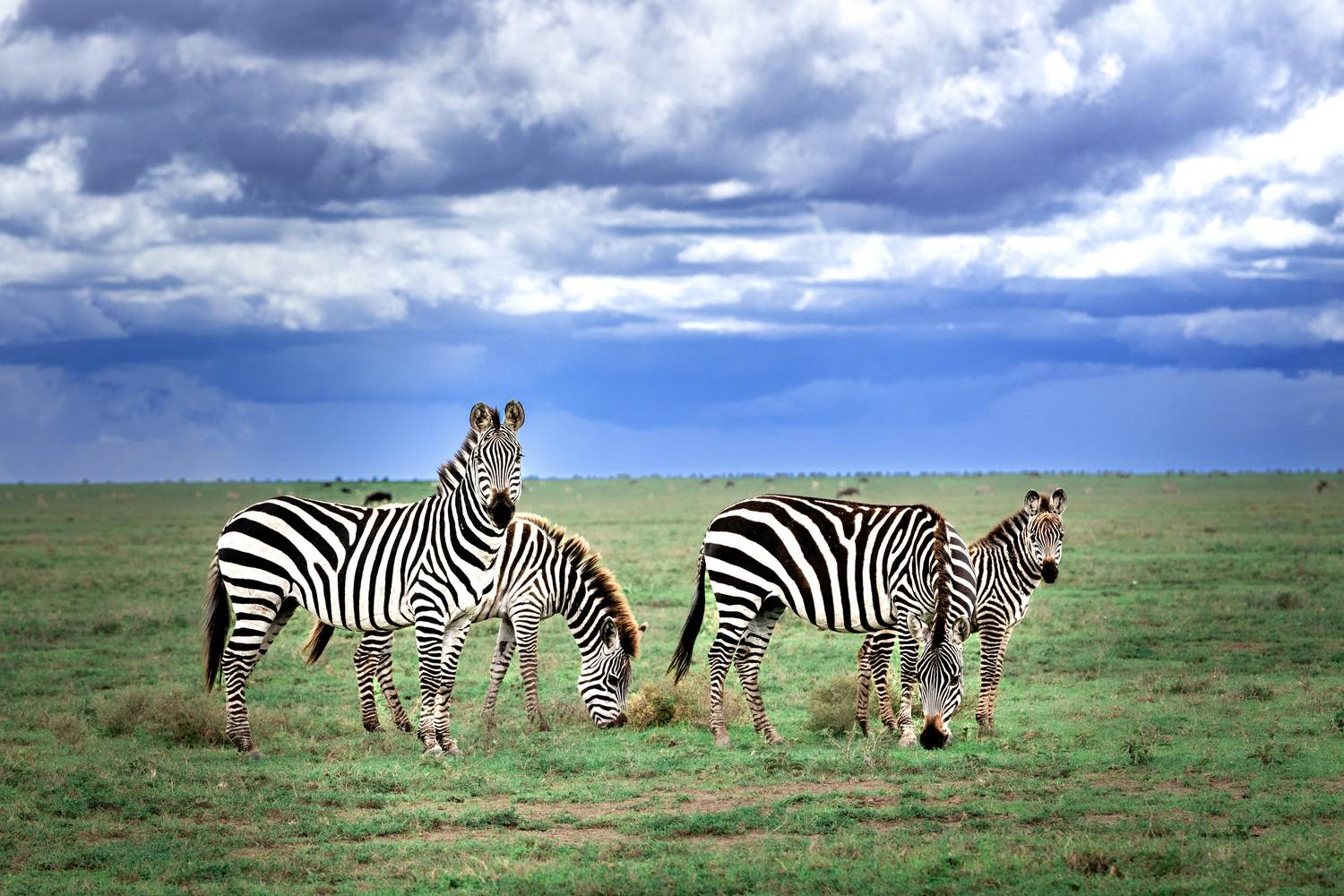 , Николаев Дмитрий