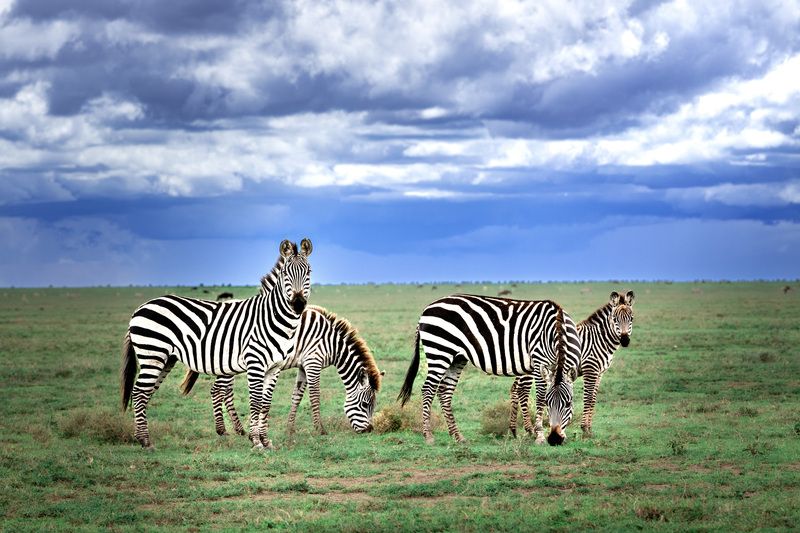 Зебры из Серенгети. фото превью