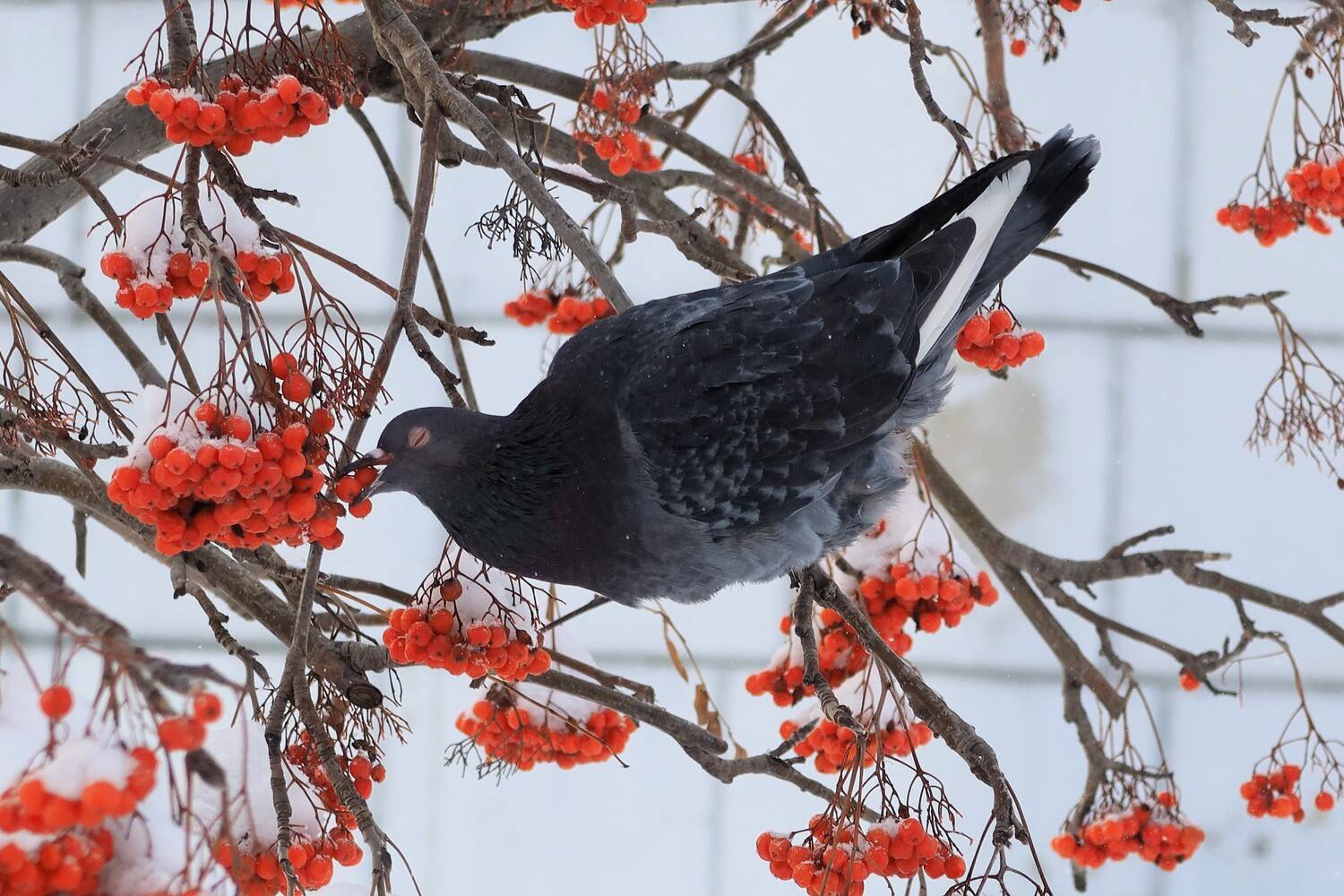 птицы,голубь,рябина,грозди, Козлова Галина