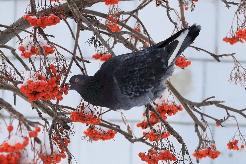 Голубь фото превью