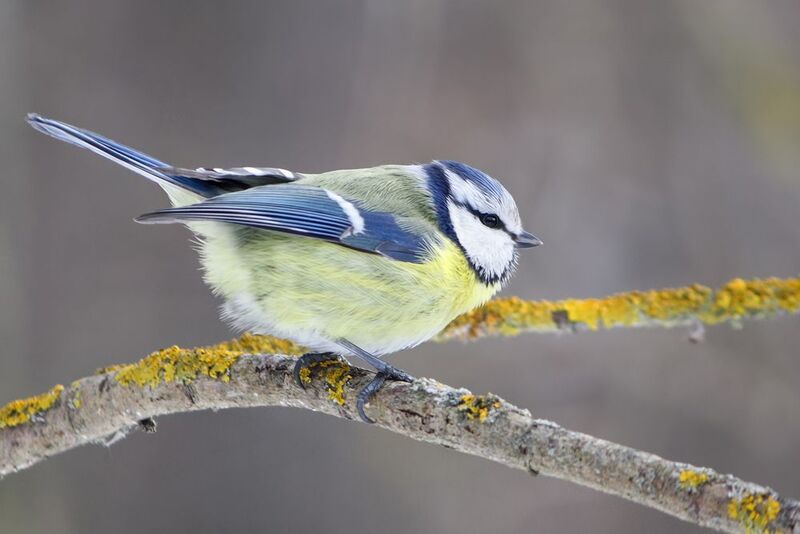 синица, обыкновенная лазоревка, зелёная лазоревка, лазоревка, синяя синица, cyanistes caeruleus Лазоревка фото превью