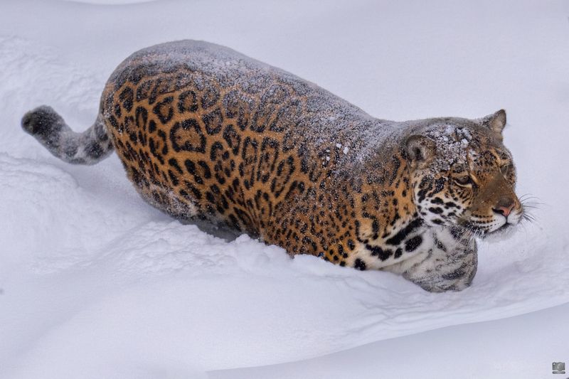 животные Снежная королева фото превью