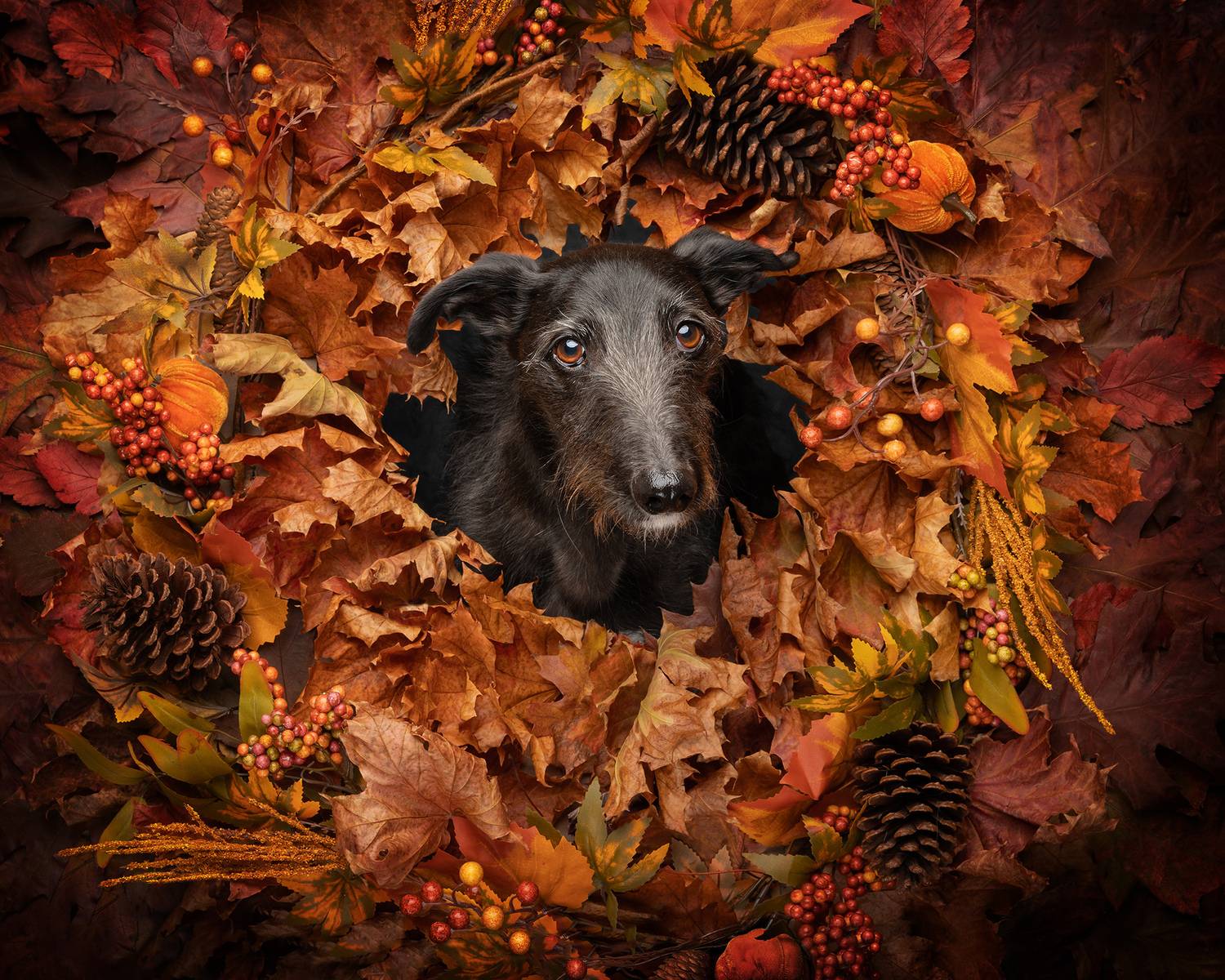 #autumn #dog, Carolyn Bray