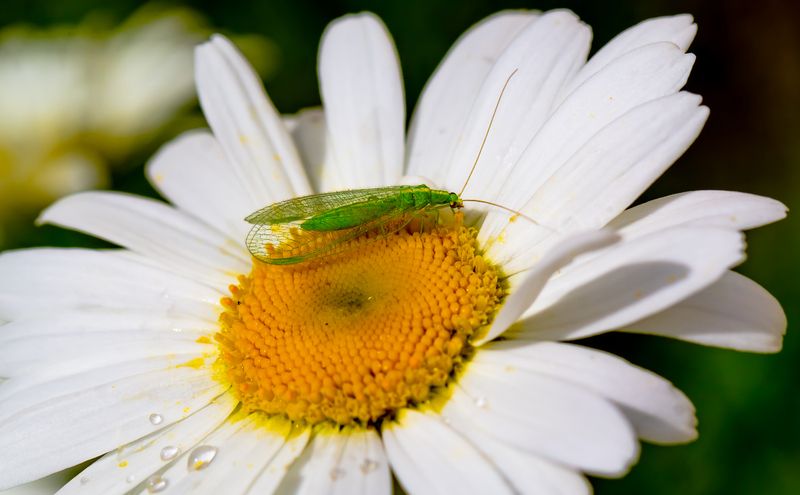 .... фото превью
