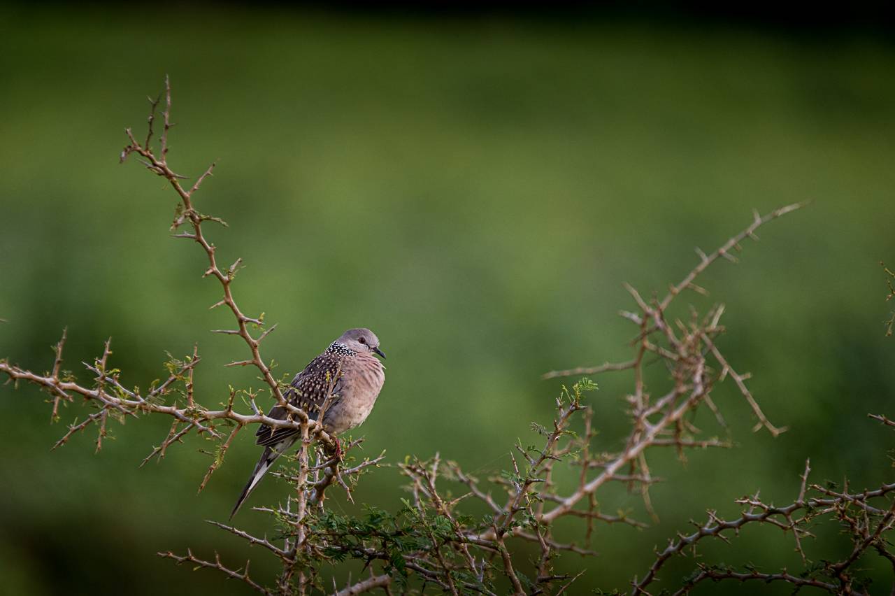 горлица, птица, пятнистая горлица, Шри-Ланка, Anton