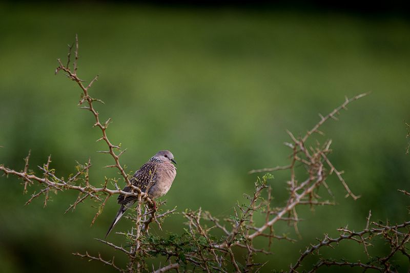 горлица, птица, пятнистая горлица, Шри-Ланка пятнистая горлица фото превью