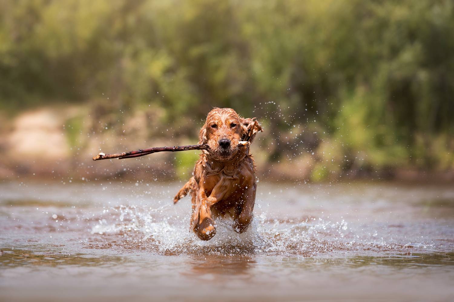 кокер, спаниель, рыжая собака, собака на реке, игра с собакой, апорт, Наталья Степанова