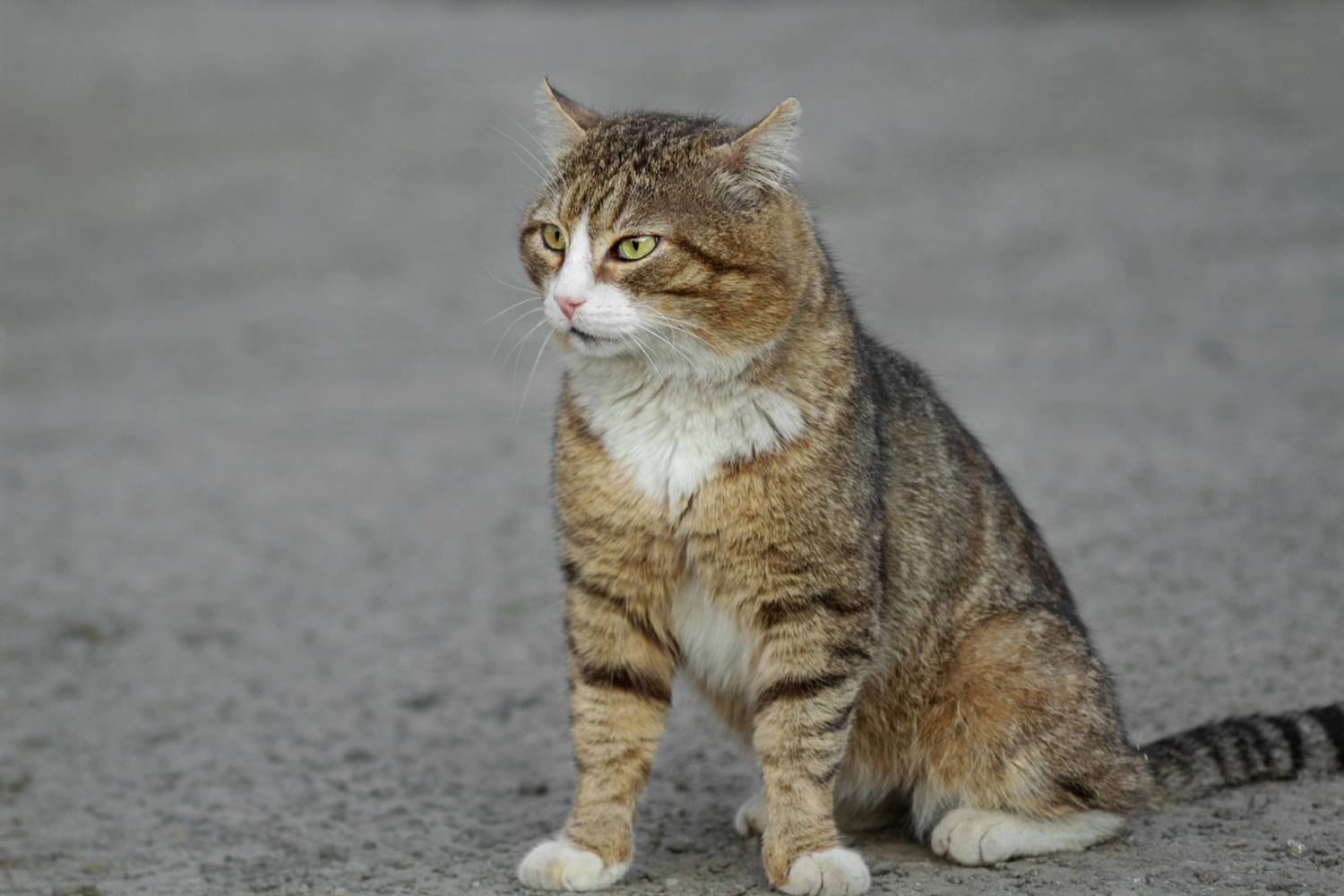 кот, Александр Канцур