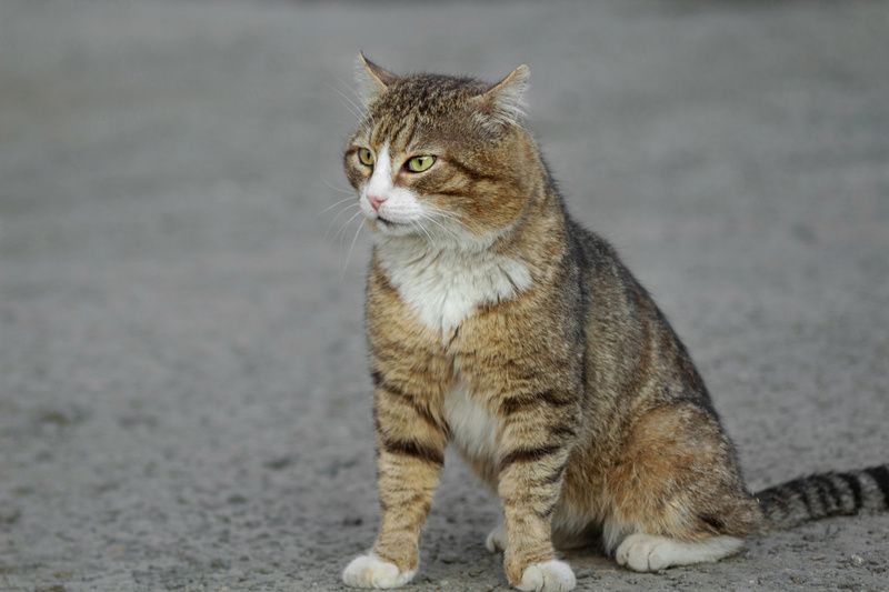 кот Гроза района фото превью