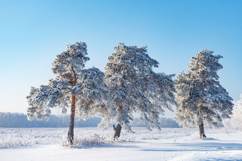 Сосновый букет фото превью