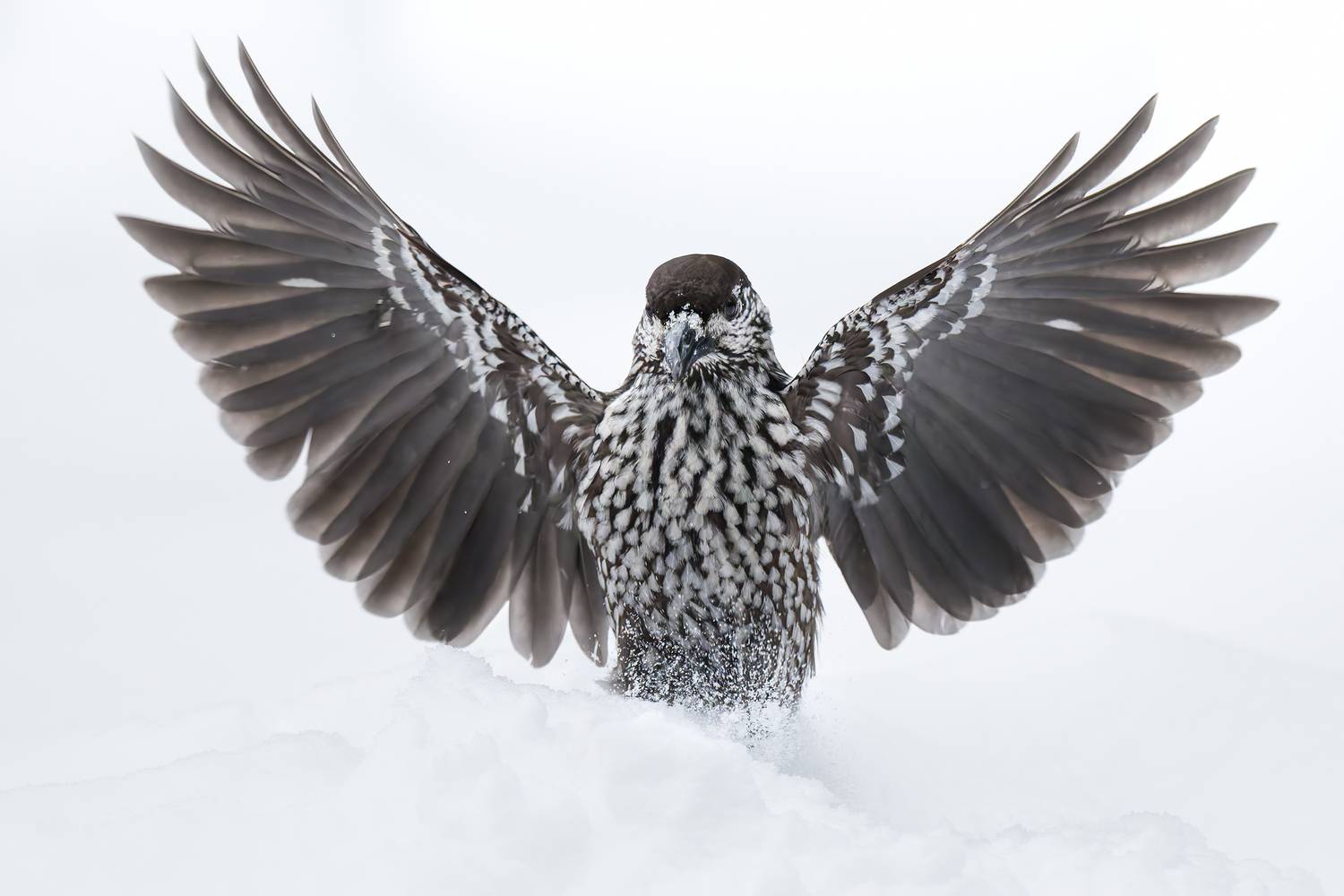 , Поляков Михаил