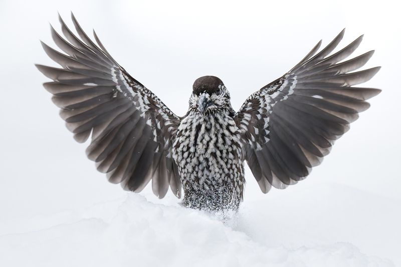 Кедровка (Nucifraga caryocatactes) фото превью