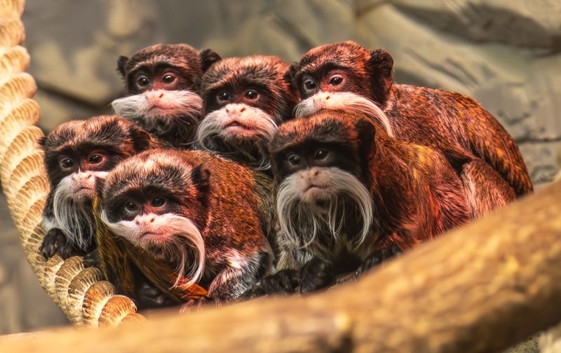 Приматы фото превью