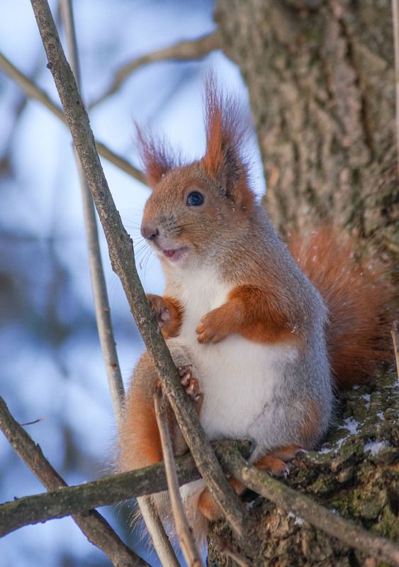 Облиза фото превью