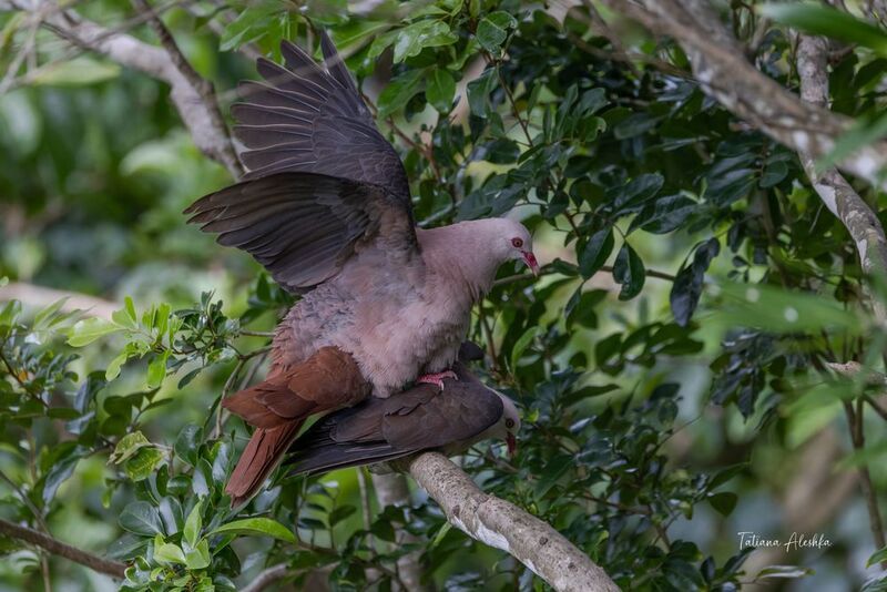 Интимная сцена. (Розовые голуби (Mauritius pink pigeons). Розовые голуби – редкие птицы, это единственный доживший до наших дней эндемичный вид голубей острова Маврикий. В дикой природе обитает всего 470 особей. фото превью