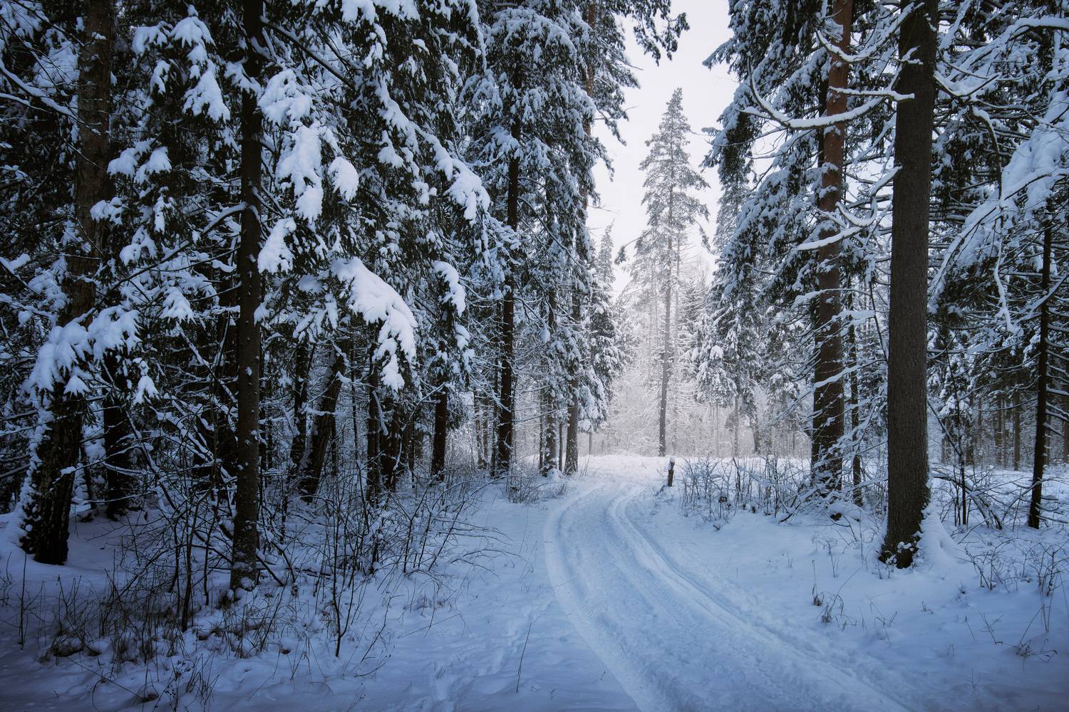 лес, деревья, снег, свет, Валерий Вождаев