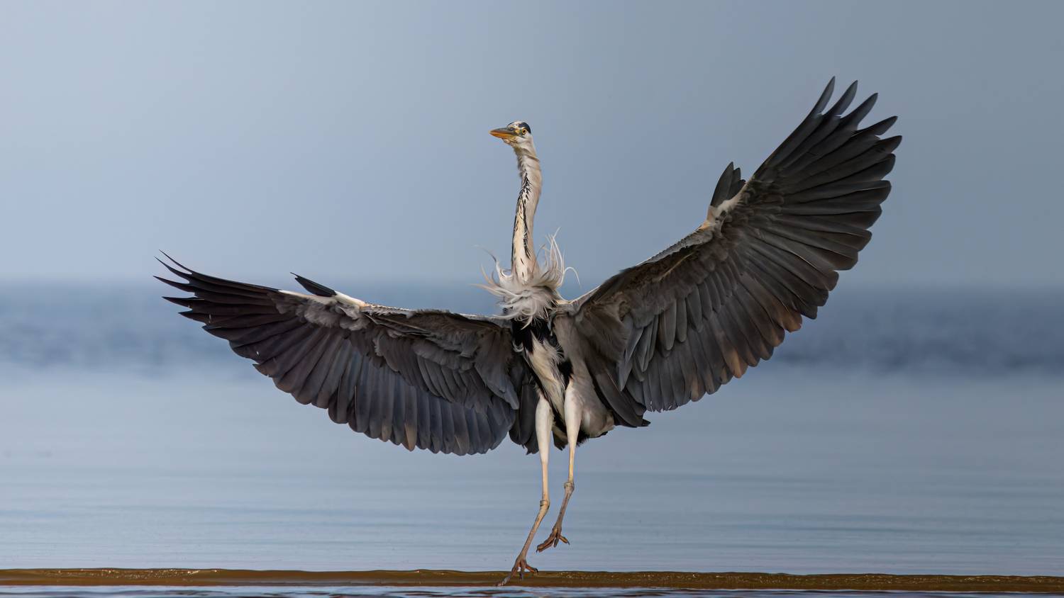 серая цапля, цапля, ardea cinerea, grey heron, heron, куршский залив, Бондаренко Георгий