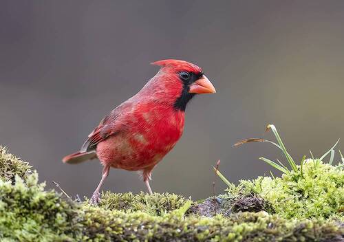 Northern Cardinal male - Красный кардинал самец