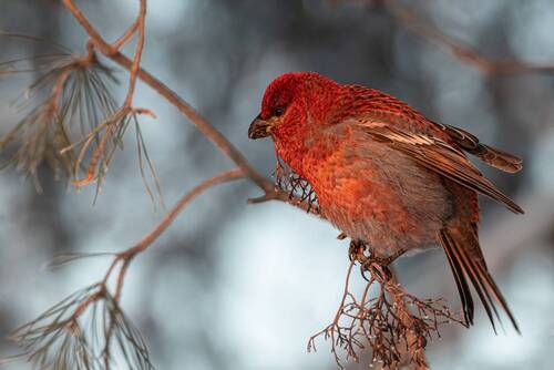 Щур в закатных лучах