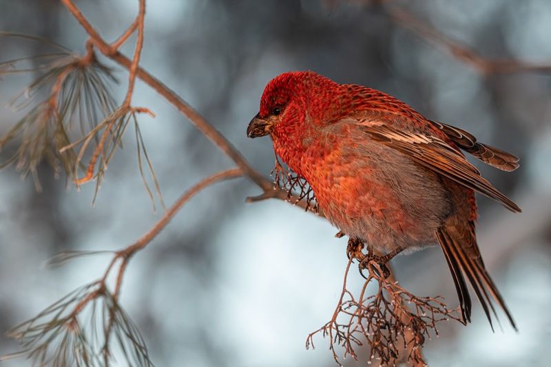 Щур в закатных лучах фото превью