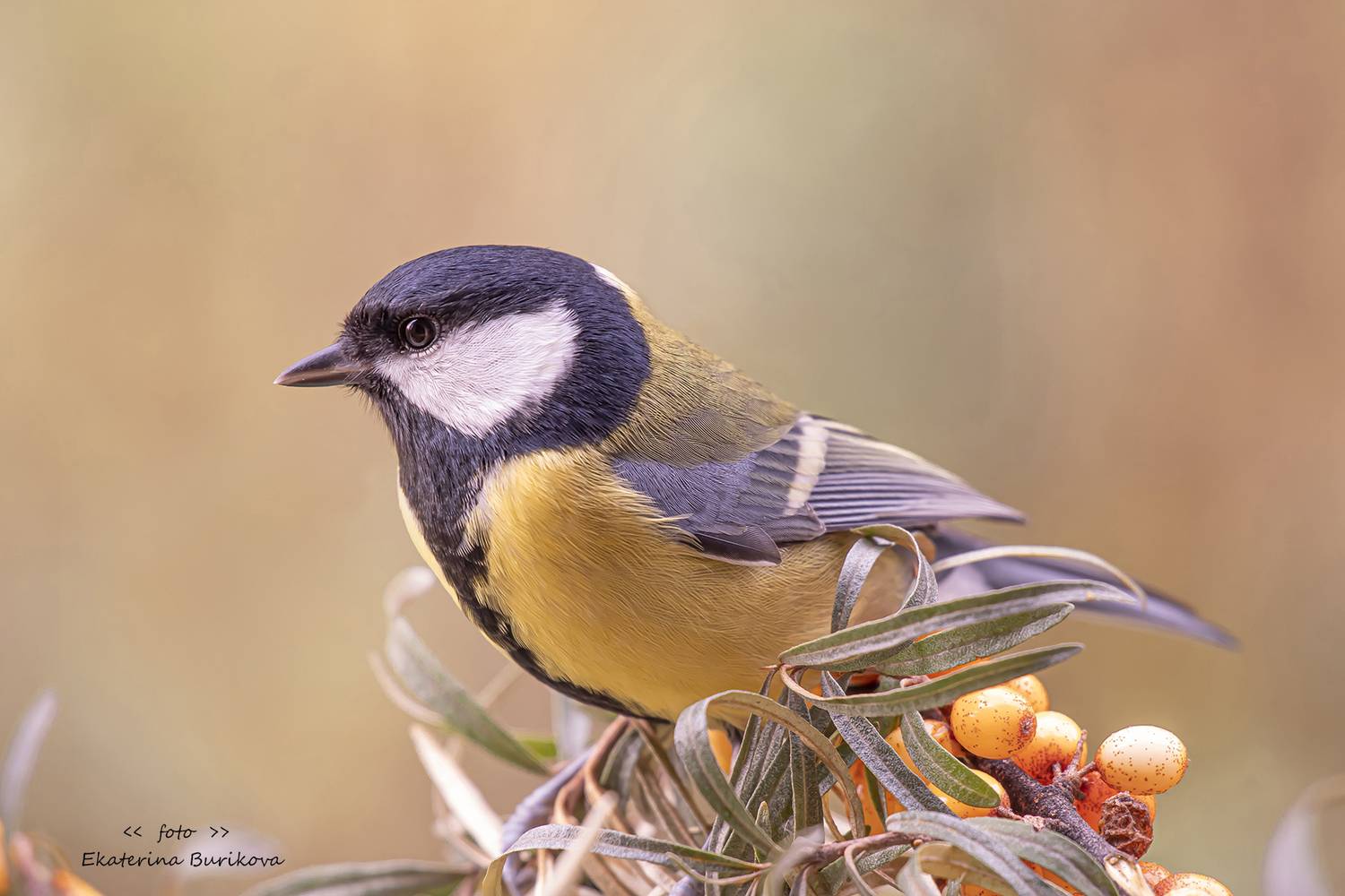 , Бурикова Екатерина