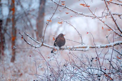 First Snow