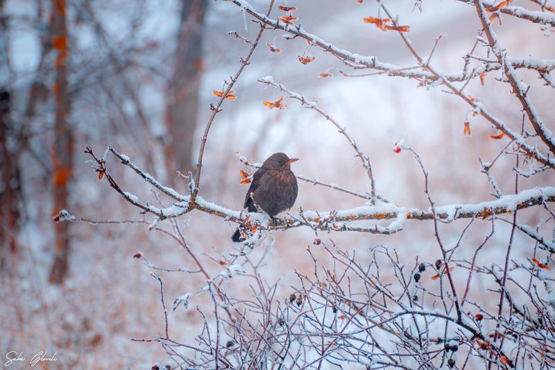 #wildlife, #birds First Snow фото превью