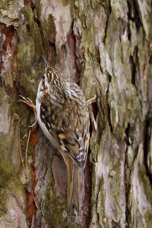 Пищуха фото превью