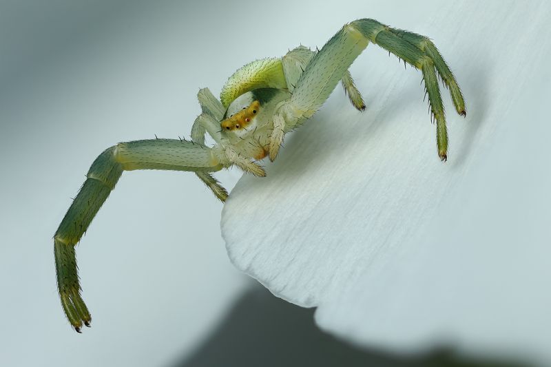 Жду невесту фото превью