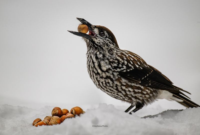 Кедровка,птица,фундук Столовая фото превью