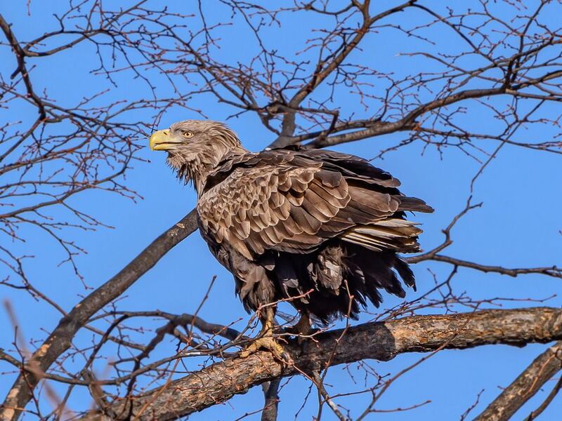 орлан-белохвост Орлан-белохвост фото превью